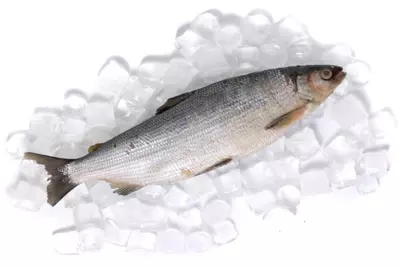 Пелядь с/м 1+